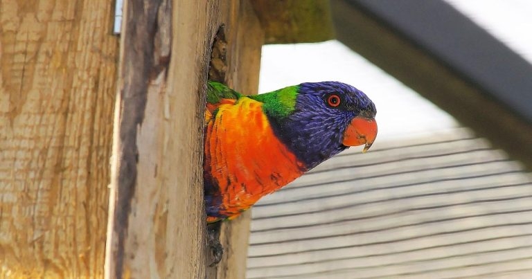 Care of psittacines: advice on basic principles part 2