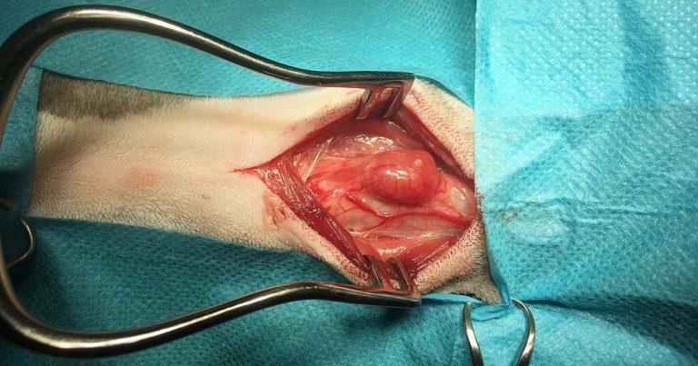 Hyperthyroidism in cats part 2 – treatment and owner advice