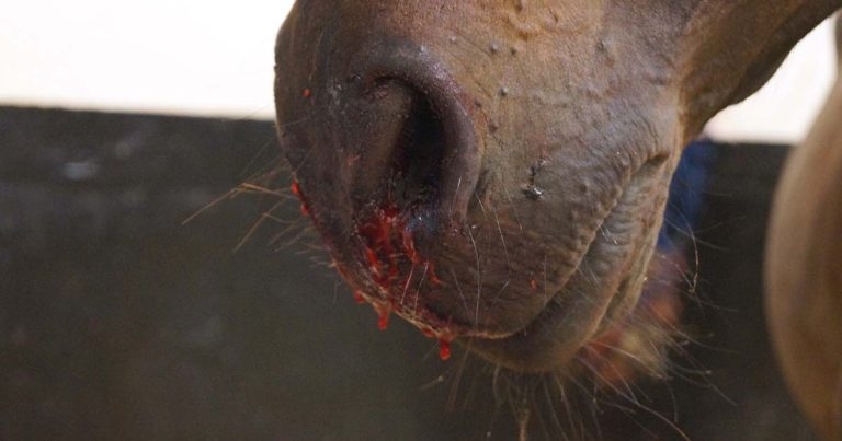 Exercise-induced pulmonary haemorrhage in equines