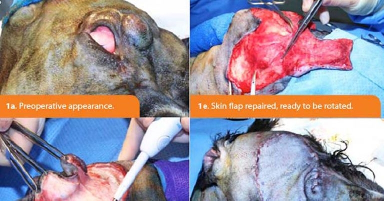 Small animal wound care part 2 – closure and topical therapies