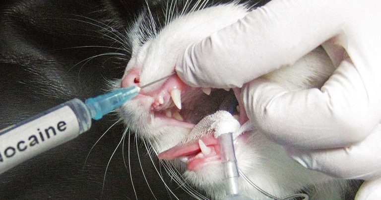 Postoperative pain management in companion animals: an update