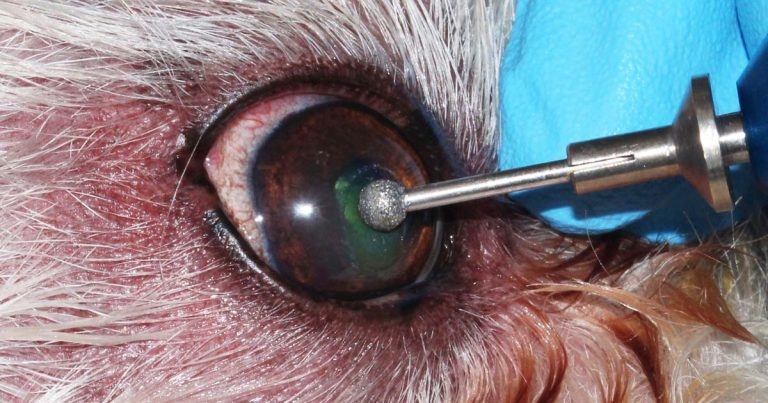 Treating corneal ulceration in dogs part 1: superficial ulcers