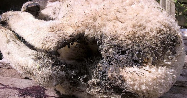 On-farm postmortem examinations