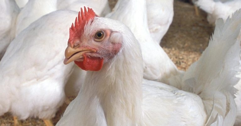 Slow-growing chicken breeds healthier and happier – study