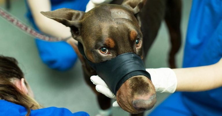 RCVS could ‘be tougher’ with care standards, says director