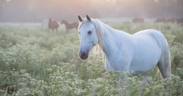 Charities unite to highlight equine welfare