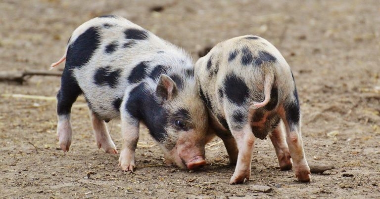 Views sought for farm animal welfare inquiry