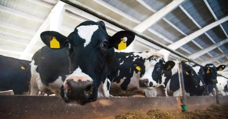 Biosecurity app launches to reduce disease risk on farms