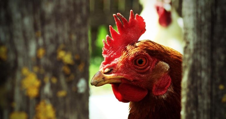 Avian flu housing rules to be lifted in England