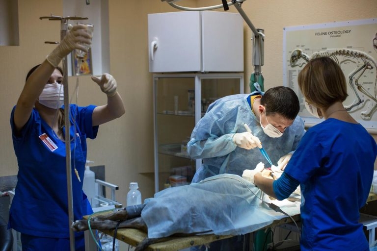 One in five vet staff given no pay rise at all, survey claims