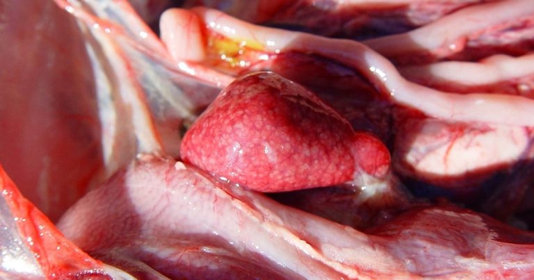 Infectious diseases affecting UK commercial duck species