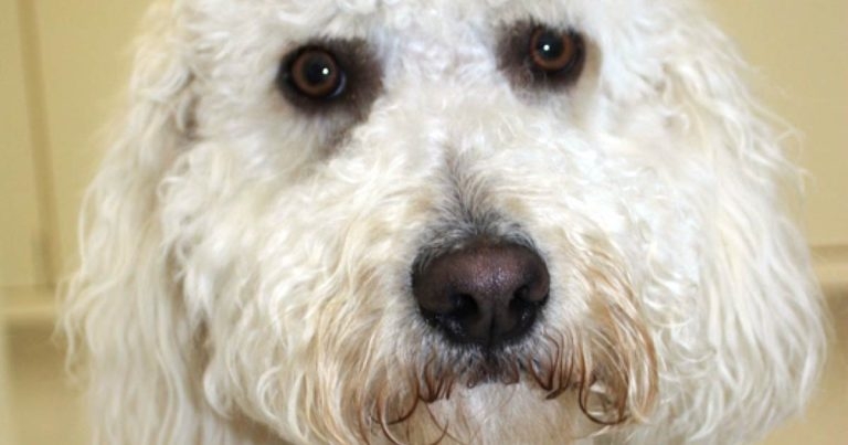 Developments in treatment of hypoadrenocorticism