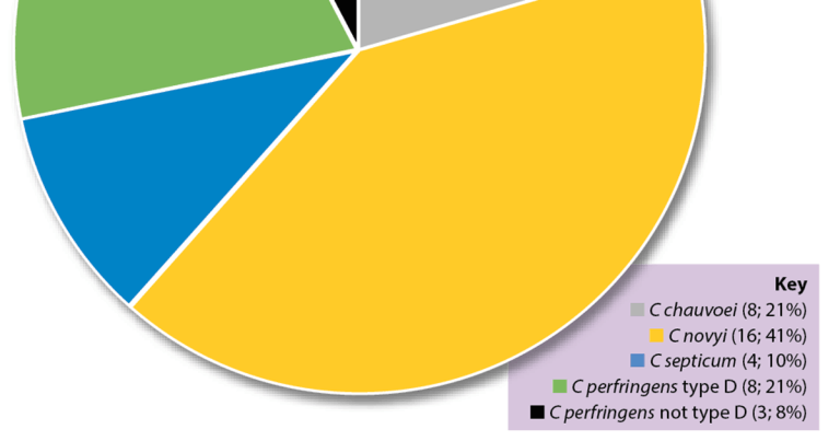 Clostridial disease in cattle: updates and developments