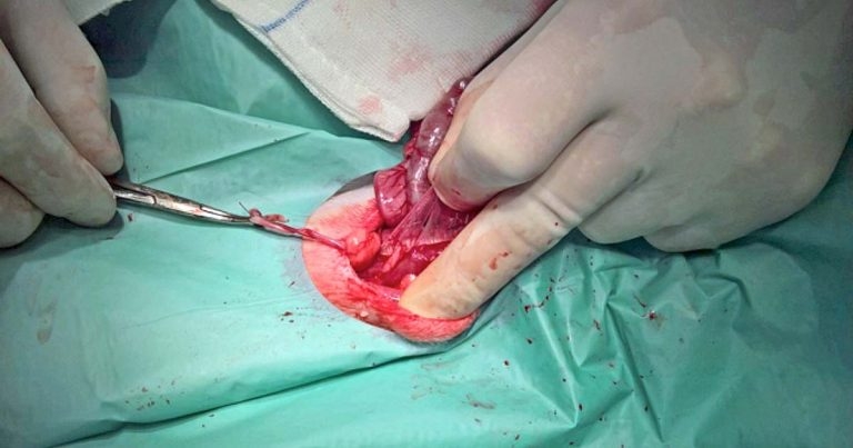 Uterus unicornis in a kitten