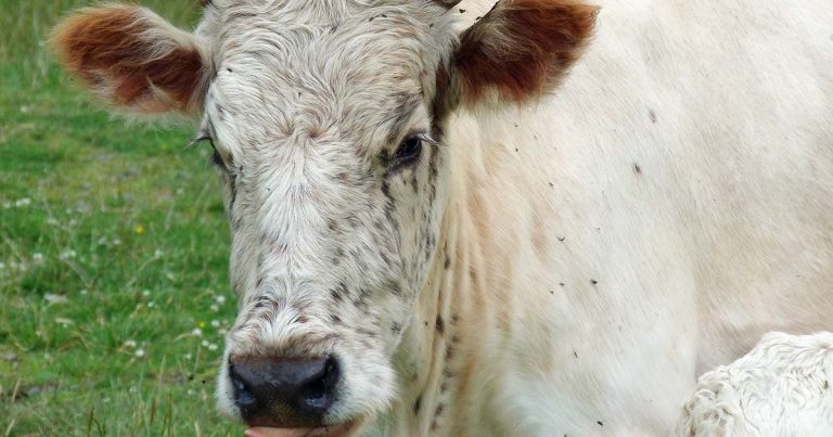 Ectoparasites in dairy cattle: summer grazing precautions