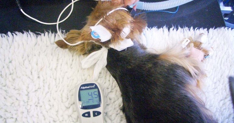 Anaesthetic management of dogs and cats with an intracranial mass