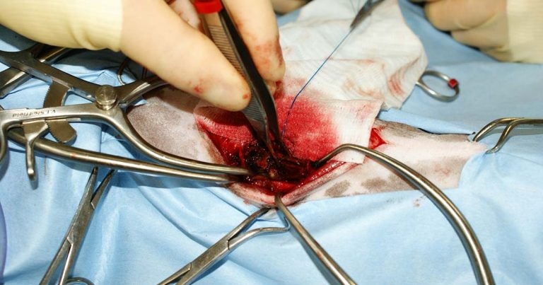 Acute oropharyngeal stick injuries in canine patients