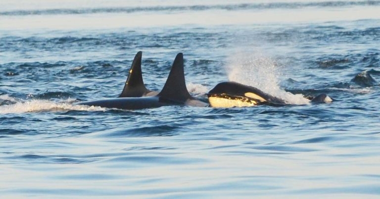 Whales in mourning study