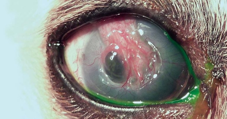 Treating corneal ulceration in dogs part 2: deep ulcers