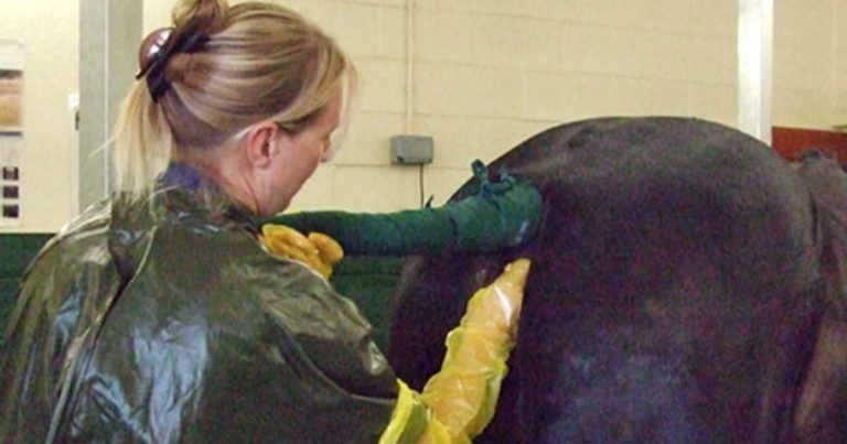 Equine breeding protocols and preventive health treatments