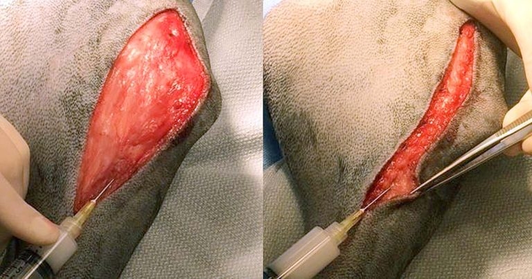 Innovations in managing stifle disease in canines