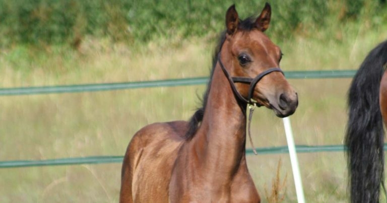 Welfare considerations surrounding the management of breeding horses