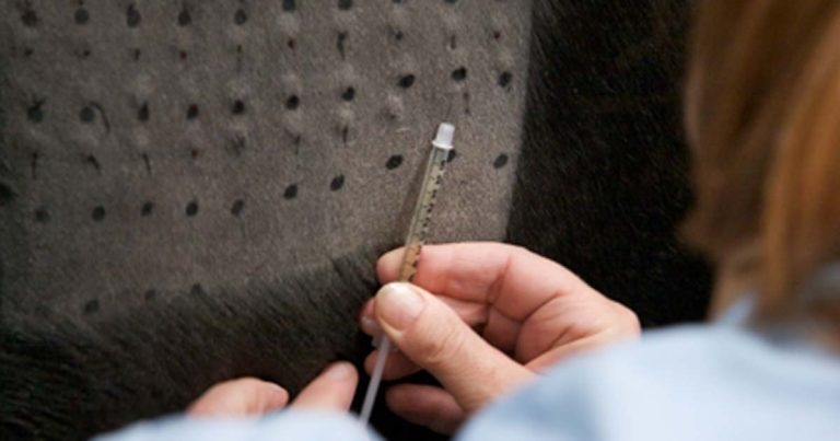 Dealing with sweet itch and other summer allergies in horses