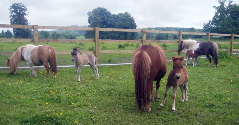 De-worming horses: improving compliance by implementing targeted plans