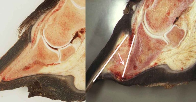 Latest thinking on diagnosis, treatment and prevention of equine laminitis