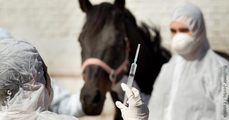 Specials could change way vets treat horses