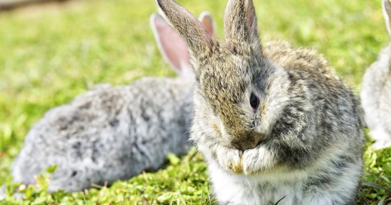 Rabbit Awareness Week 2017 theme announced