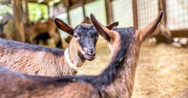 Courses to cover emerging areas of veterinary medicine