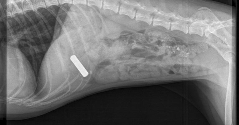 Positive outcome for dog that swallowed battery