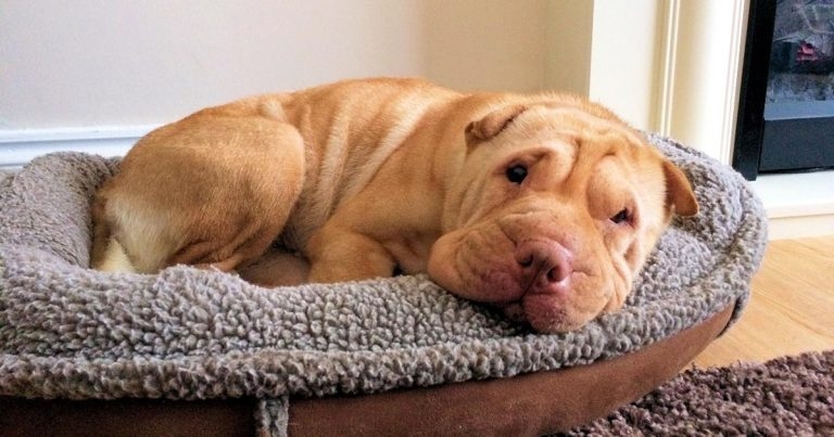 Shar-Pei in happy home after Mayhew eye operation