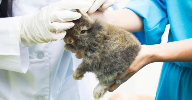 Hop to rabbit survey, veterinary professionals urged