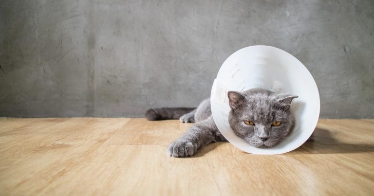 Bristol to play host to pain management CPD