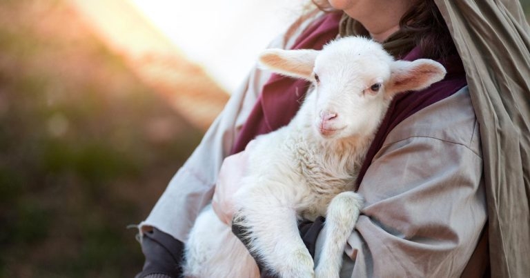 Artificial womb developed for premature lambs