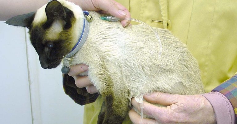 Management of CKD in cats