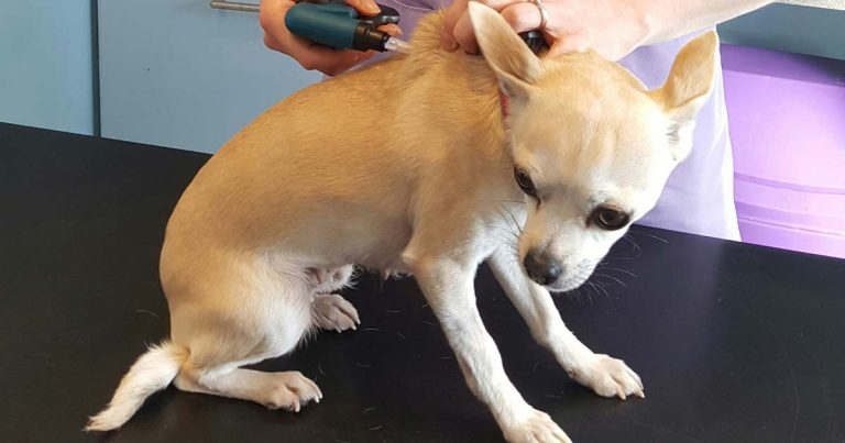 Microchipping of dogs regulations – one year on