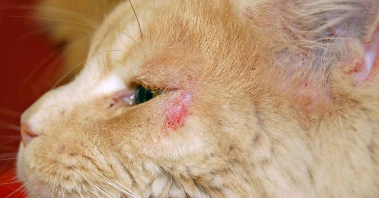 Allergen-specific immunotherapy in small animal patients – part 1