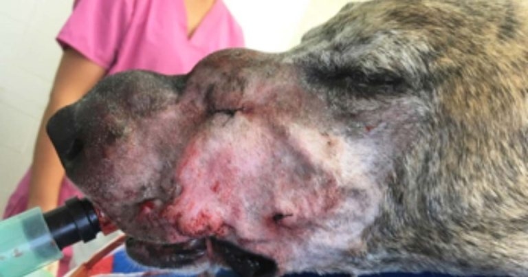 A new nose for greyhound