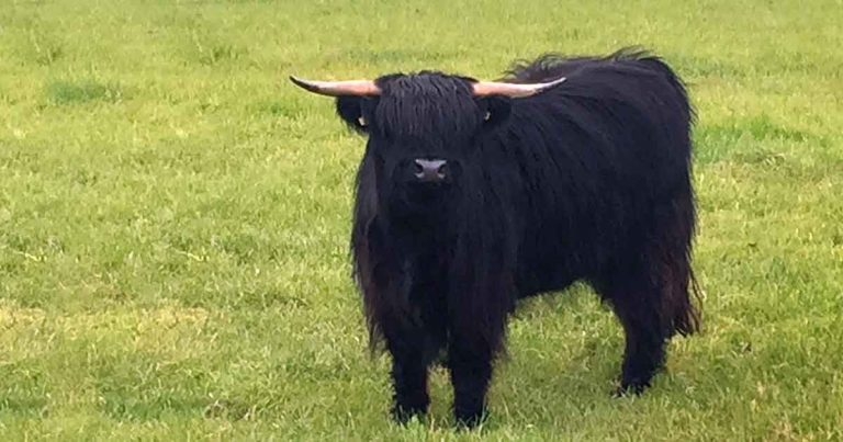 Transvaginal OPU and IVFEP, part 1 – future of bovine genetics?