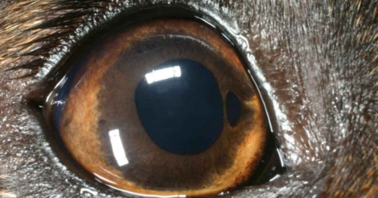 Bilateral mydriasis in a senior neutered toy poodle