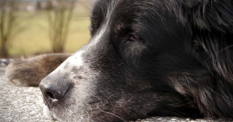 Senior pets – dietary advice to offer cat and dog owners