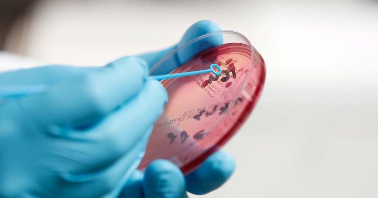 Diagnosing equine skin diseases