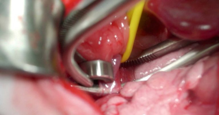 Solving an emergency canine case