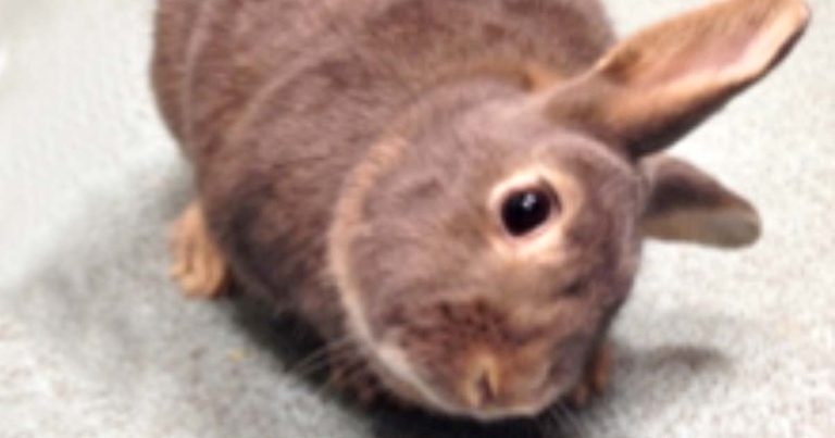 Head tilt in rabbits