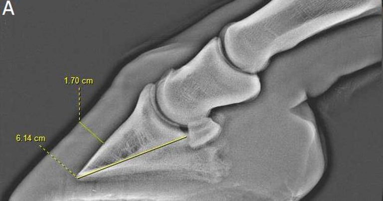 Equine lameness: update on causes and diagnosis