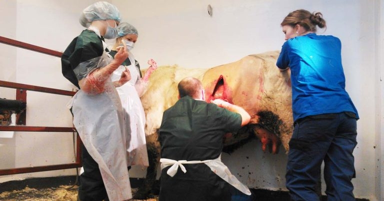 Common calving problems – why they occur and approaches to dealing with them