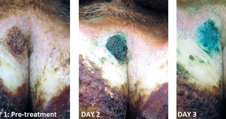 Digital dermatitis in cattle – strategies to stamp out infection